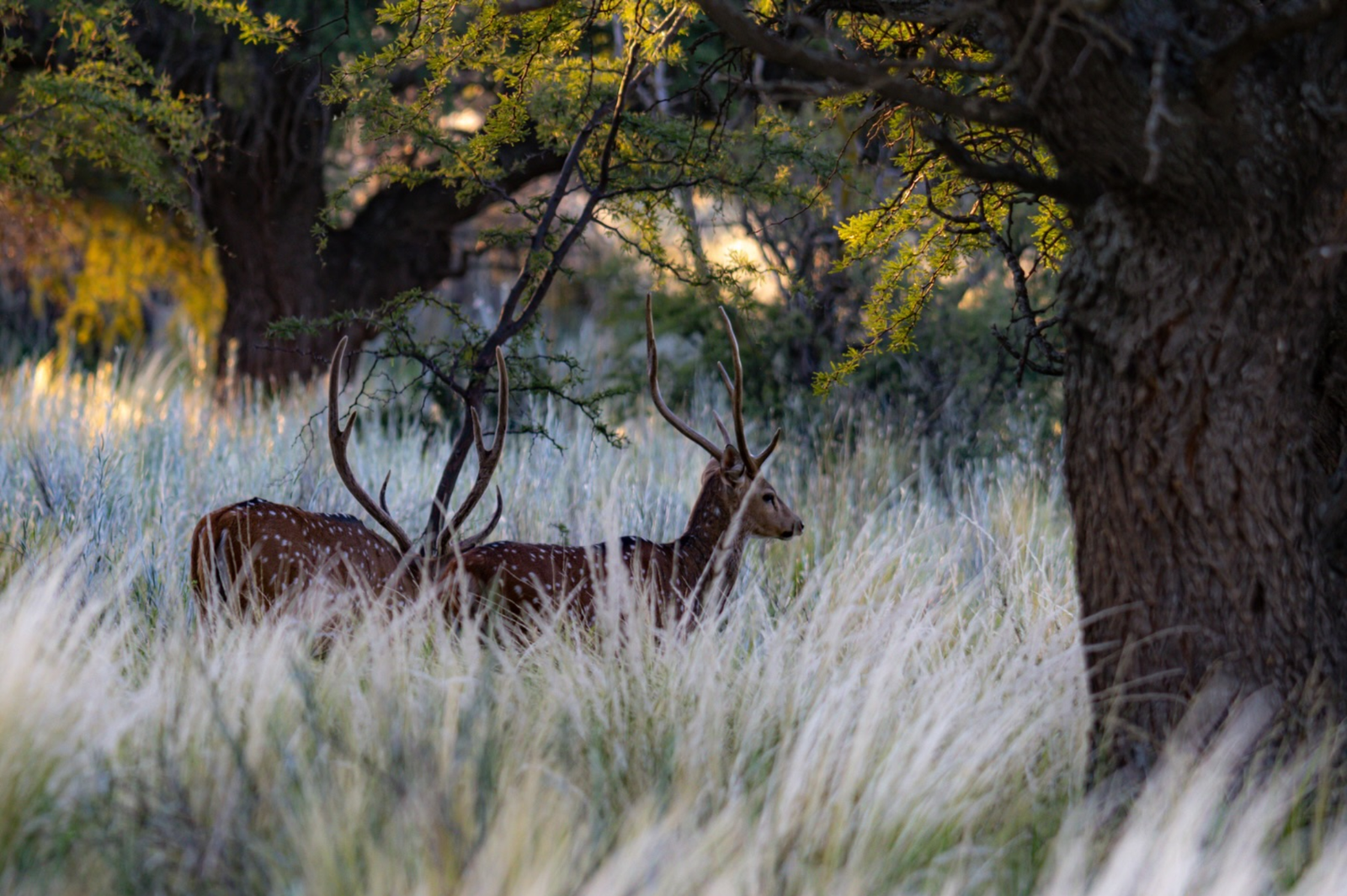 Deer in forest